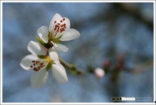 芬芳的图片,图片中的花海世界