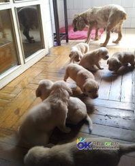 泰及狗照片,温馨瞬间捕捉